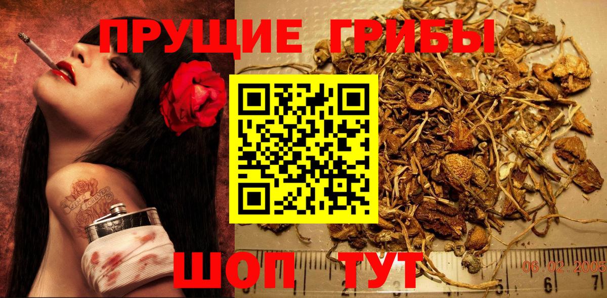 Камышлов  Псилоцибиновые грибы Psilocybine cubensis  как найти   Вход с VPN 